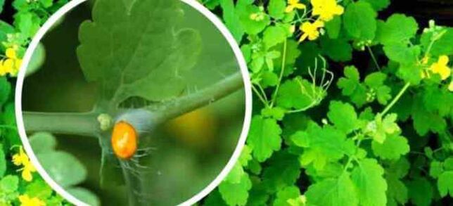 Celandine για τη θεραπεία του μύκητα νυχιών